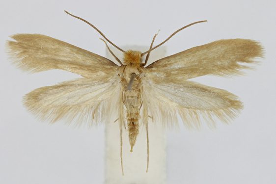 Specimen of Webbing clothes moth